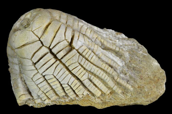 Fossil Crinoid (Zeacrinites) - Alabama #122384